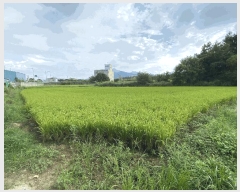  2025Ÿ��472  ����