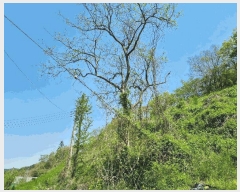  2025Ÿ51033     182      (Ӿ)