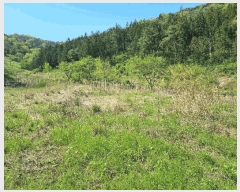  2025Ÿ51033     182      (Ӿ)