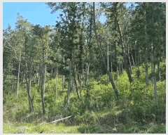  2025Ÿ51033     182      (Ӿ)