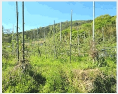  2025Ÿ51033     182      (Ӿ)