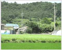  2025Ÿ��51205 ���� ���ȱ� ������ ���긮 986      ���ð��