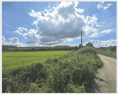  2025Ÿ��51350 ���� ���ϱ� �źϸ� ��� 896-11      ����(��1)���