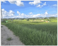  2025Ÿ��51350 ���� ���ϱ� �źϸ� ��� 896-11      ����(��1)���