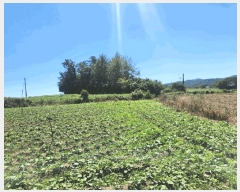  2025Ÿ��51464 ���� ���� ���ٸ� �۷θ� 936-2      ����(��1)���