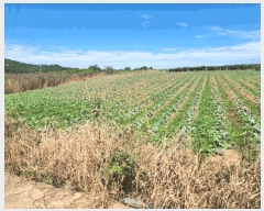  2025Ÿ��51464 ���� ���� ���ٸ� �۷θ� 936-2      ����(��1)���