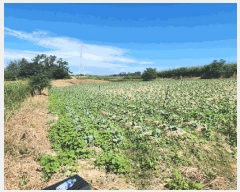  2025Ÿ��51464 ���� ���� ���ٸ� �۷θ� 936-2      ����(��1)���