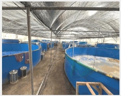  2025Ÿ��394 ���� ���ȱ� ��ź�� ���긮 148      �������