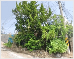  2025Ÿ��51005 ���� �žȱ� ������ �иŸ� 596-185      ������