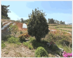  2025Ÿ��51046  �Ӿ߰��