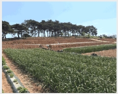  2025Ÿ��51046  �Ӿ߰��