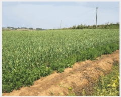  2025Ÿ��51057  �����