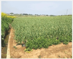  2025Ÿ��51057  �����