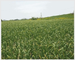  2025Ÿ��51057  �����