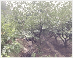  2025Ÿ��51271 ���� �žȱ� ������ ���渮 ��144      ����(�Ӿ�)���