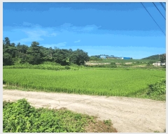  2025Ÿ��51338 ���� ���ϱ� ������ ���긮 321-1      ����(��)���