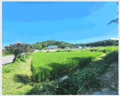  2025Ÿ��51338 ���� ���ϱ� ������ ���긮 321-1      ����(��)���