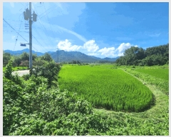  2025Ÿ��51338 ���� ���ϱ� ������ ���긮 321-1      ����(��)���