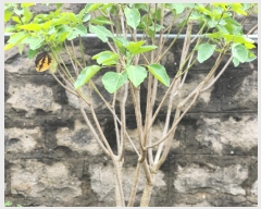  2025Ÿ��51345  ���ð��