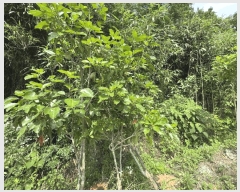  2025Ÿ��417  �����