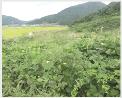  2025Ÿ��51493  �����