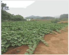  2025Ÿ��398  �����