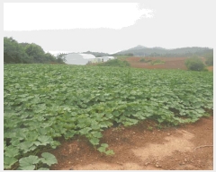  2025Ÿ��398  �����