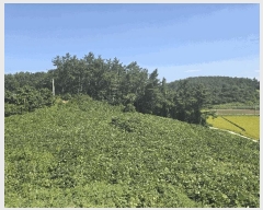  2025Ÿ��511 ���� ���ȱ� ����� ������ 616-30      ����(��1)���