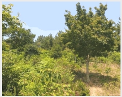  2025Ÿ��51226  �Ӿ߰��