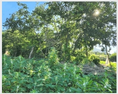  2025Ÿ��51266  �������