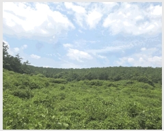  2025Ÿ��51282 ���� ���� �б��� ���긮 ��32-1      ����(�Ӿ�)���