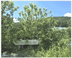  2025Ÿ��51383  ����