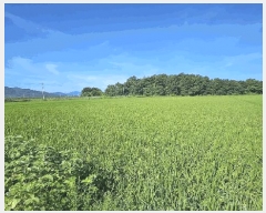  2025Ÿ��90 ���� ������ ��õ�� ���⸮ 933-10      ����(��)���