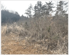  2025Ÿ��5173  �����