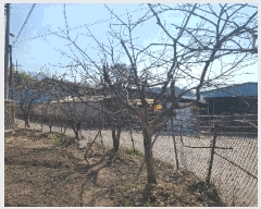  2025Ÿ��5217 ���� ���ﱺ �Ⱦ�� ��긮 564-1      ���ð��