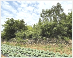  2025Ÿ��5233 ���� ������ ���ϸ� ������ 612-13      ����(��1)���