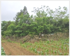  2025Ÿ��5233 ���� ������ ���ϸ� ������ 612-13      ����(��1)���