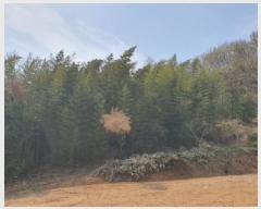  2025Ÿ��5236  �Ӿ߰��