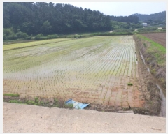  2025Ÿ��5265 ���� ������ ������ ������ ��67      ����(�Ӿ�)���