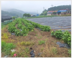  2025Ÿ��5277 ���� ���ﱺ �嵿�� �ϱ��� 447-1      ����(����)���