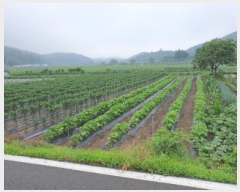  2025Ÿ��5277 ���� ���ﱺ �嵿�� �ϱ��� 447-1      ����(����)���