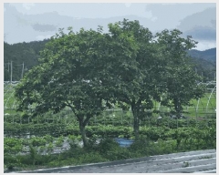  2025Ÿ��5277 ���� ���ﱺ �嵿�� �ϱ��� 447-1      ����(����)���