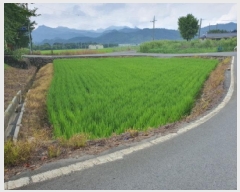  2025Ÿ��5299 ���� ���ﱺ �λ�� ���ڸ� 538-1      ����(��)���