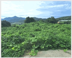  2025Ÿ��5301 ���� ������ ������ ������ 747      ����(��)���