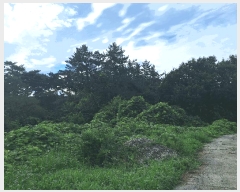  2025Ÿ��5301 ���� ������ ������ ������ 747      ����(��)���