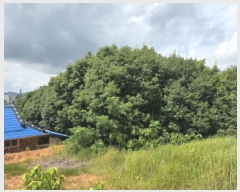  2025Ÿ��5308 ���� ������ ĥ���� ��Ȳ�� 239-30      ����(��1)���