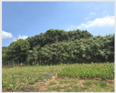  2025Ÿ��5308 ���� ������ ĥ���� ��Ȳ�� 239-30      ����(��1)���