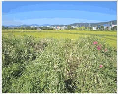  2025Ÿ��5319 ���� ������ ������ ȣ�踮 1203-3      ����(��)���