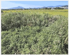  2025Ÿ��5319 ���� ������ ������ ȣ�踮 1203-3      ����(��)���