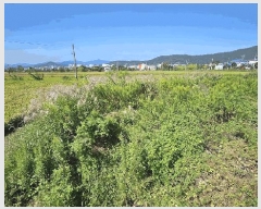  2025Ÿ��5319 ���� ������ ������ ȣ�踮 1203-3      ����(��)���